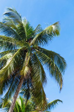 Tropic palmiye yaprakları mavi gökyüzü önünde