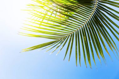 Tropic palmiye yaprakları mavi gökyüzü önünde