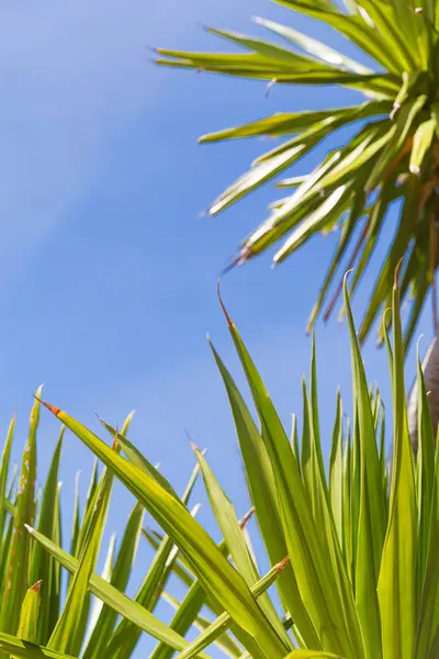 Hojas de palma tropical frente al cielo azul —  Fotos de Stock