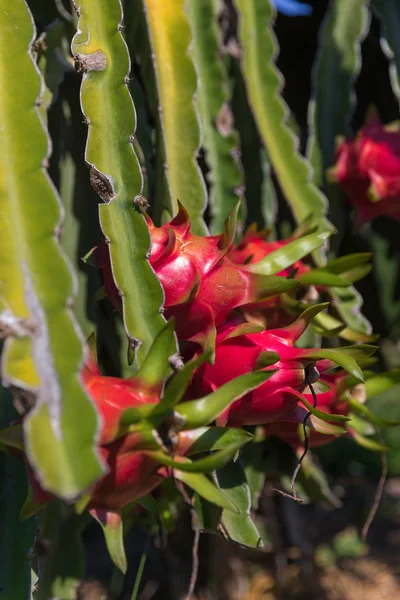 Плантация Dragon fruit или Pitaya Pitahaya в Таиланде Hylocercu — стоковое фото