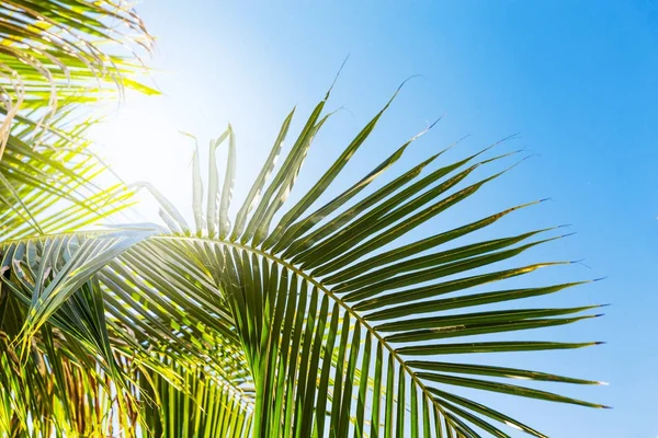 Liści palmowych zwrotnik przed błękitne niebo — Zdjęcie stockowe