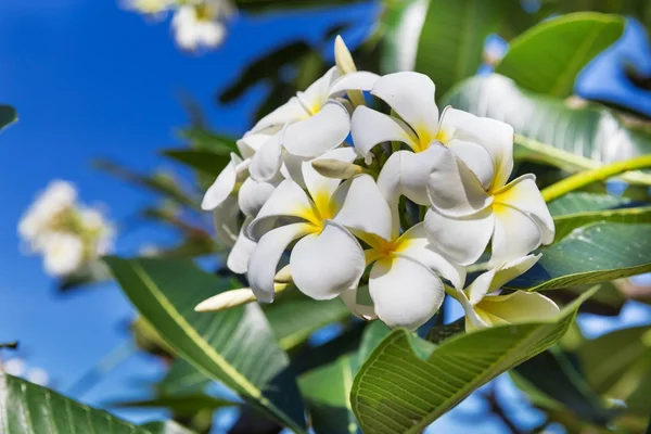 Blossom frangipani plumeria blomma träd — Stockfoto