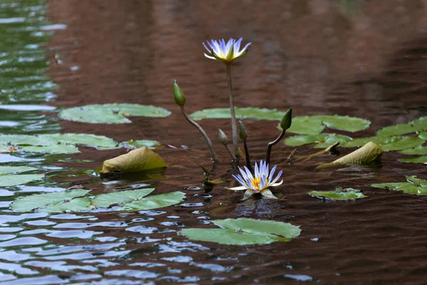 Lirio de agua púrpura, violeta — Foto de Stock