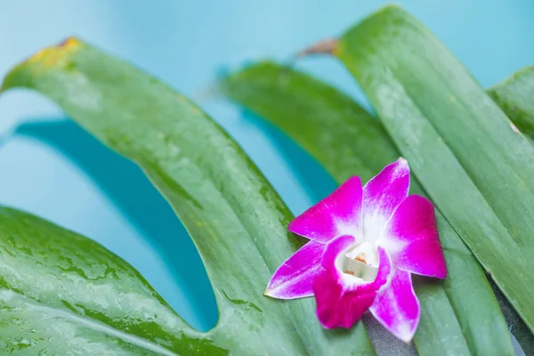 Frangipani orchidea fiore tropicale sfondo vicino blu nuoto — Foto Stock