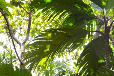 palmiye yaprakları ve gökyüzü