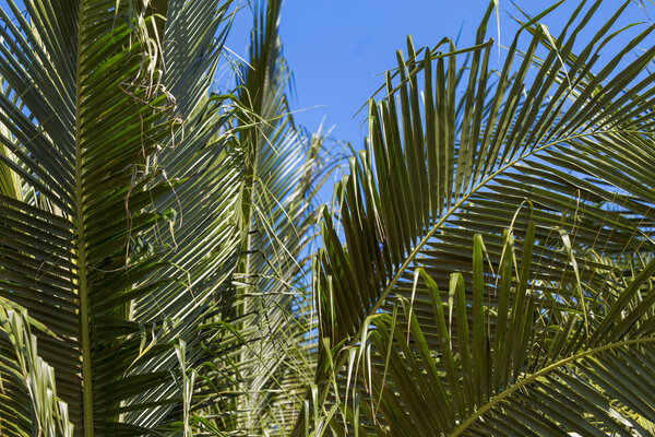 Palm leaves and sky