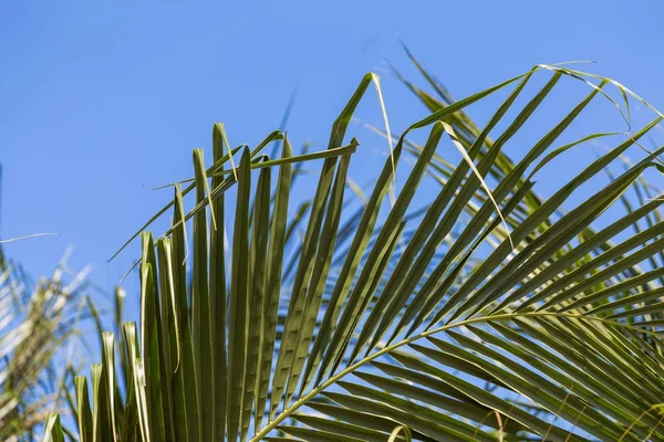 Feuilles de palmier et ciel — Photo