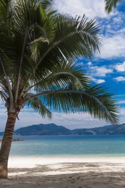 Tropic beyaz kumsalda palmiye