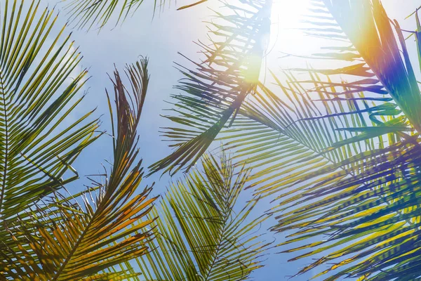 Ідеальне зелене пальмове листя перед небом — стокове фото