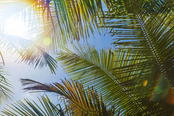 Feuilles de palmier vert parfait devant le ciel — Photo