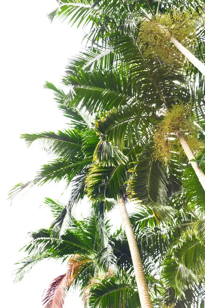 Hojas de palma verde perfecto en frente del cielo —  Fotos de Stock