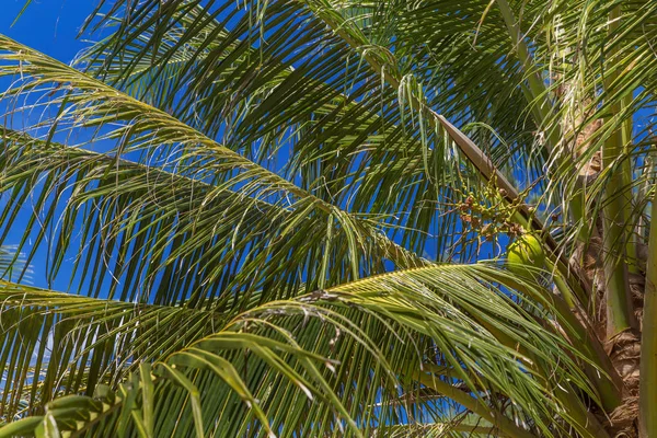 Ідеальне зелене пальмове листя перед небом — стокове фото