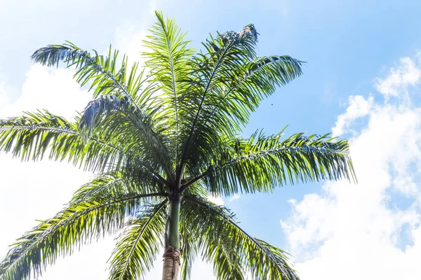 Пальмы перед голубым небом — стоковое фото