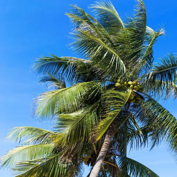 Palmträd framför blå himmel — Stockfoto