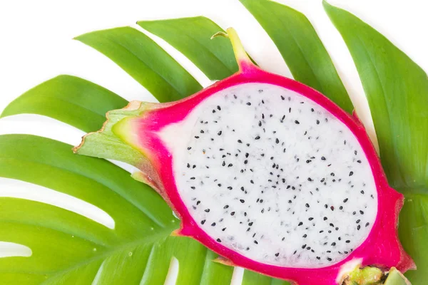 Asian dragon fruit Pitaya on monstera liana vine — Stock Photo, Image