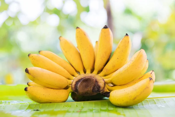 Bunch of bananas on leaf — Stock Photo, Image