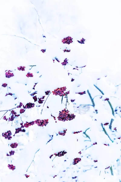 Branche de framboise d'hiver dans la neige et la glace — Photo