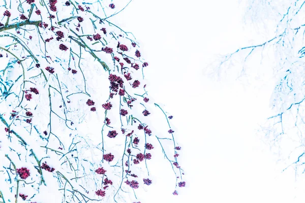 Jeřabina větev ve sněhu a ledu zimní — Stock fotografie