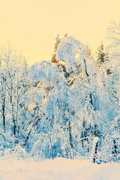 Zimní les ve sněhu a ledu — Stock fotografie