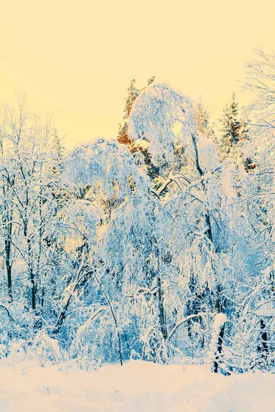 Winter forest in snow and ice — Stock Photo, Image