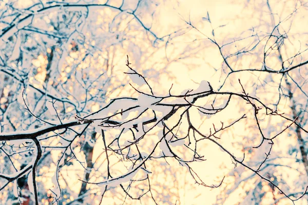 Kış kar ve buz ormanında — Stok fotoğraf