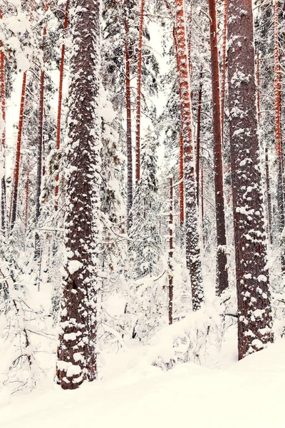 Зимний лес в снегу и льду — стоковое фото