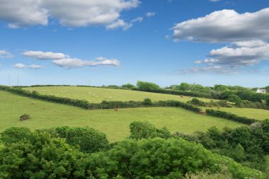 Idillic yatay, koyun, kuzu, ram üzerinde mükemmel bir sulu gree