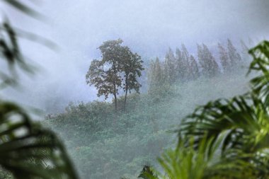 Yağmur ve sis sis tropik orman