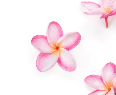Frangipani plumeria çiçek beyaz