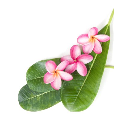 Frangipani plumeria çiçek beyaz