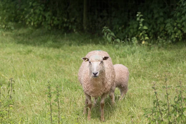 Idillische Landschaft mit Schafen, Lämmern, Widder auf einem perfekten saftigen Gras — Stockfoto