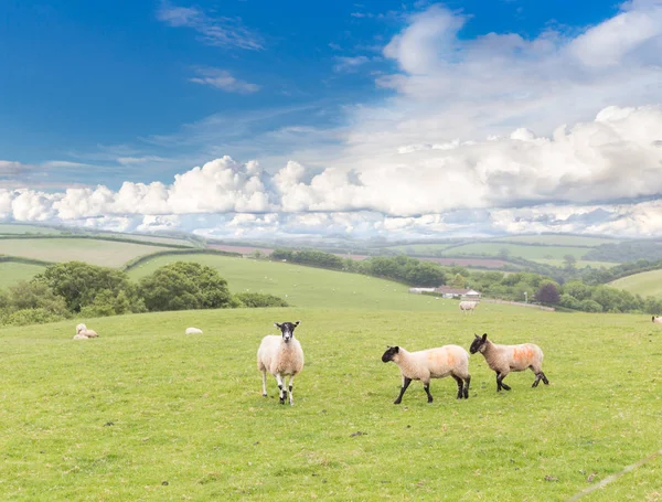 Idillische Landschaft mit Schafen, Lämmern, Widder auf einem perfekten saftigen Gras — Stockfoto