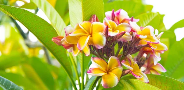 Frangipani rosa plumeria Blüten auf einem Ast — Stockfoto