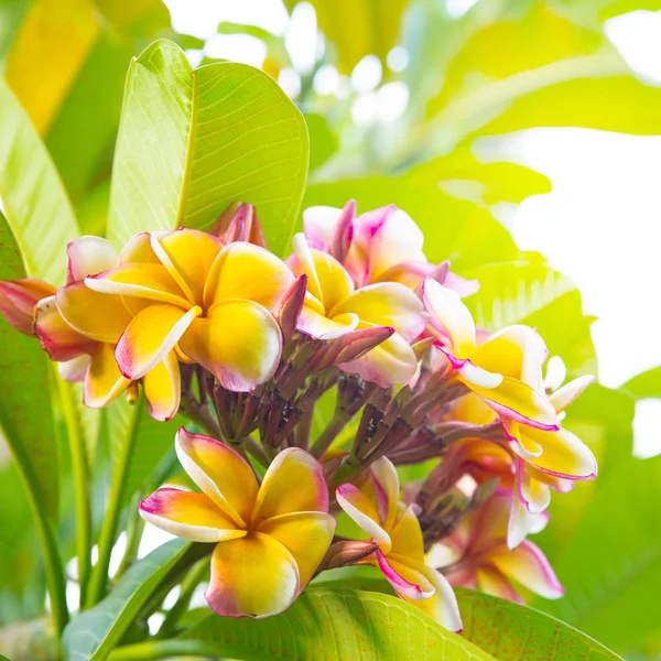 Frangipani rosa plumeria Blüten auf einem Ast — Stockfoto