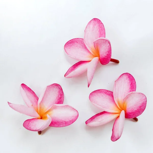 Frangipani plumeria çiçek beyaz — Stok fotoğraf