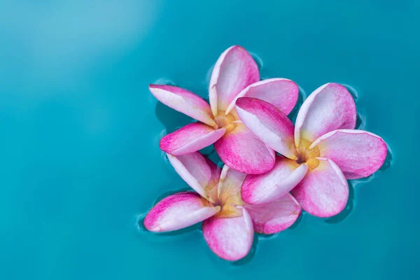 Frangipani Plumeria fiore tropicale sfondo in blu nuoto — Foto Stock