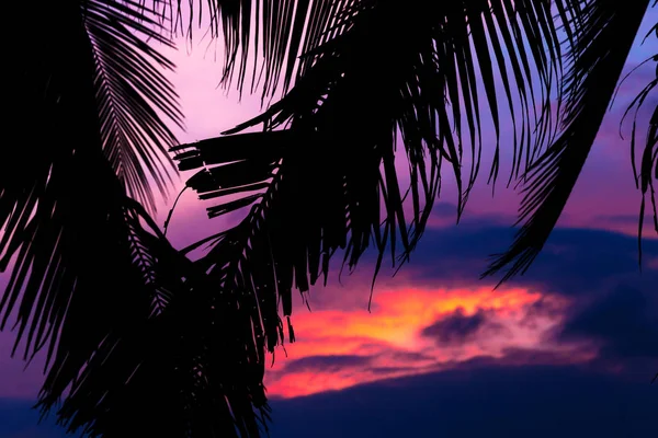 Atardecer exótico tropical asiático cerca de palmeras y playa de mar —  Fotos de Stock