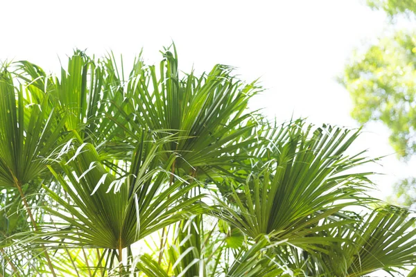 Blätter Tropischer Palmen — Stockfoto
