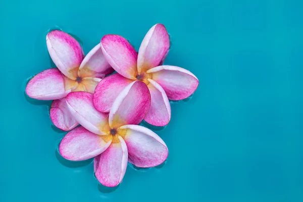 Frangipani Plumeria fiore tropicale sfondo in blu nuoto — Foto Stock