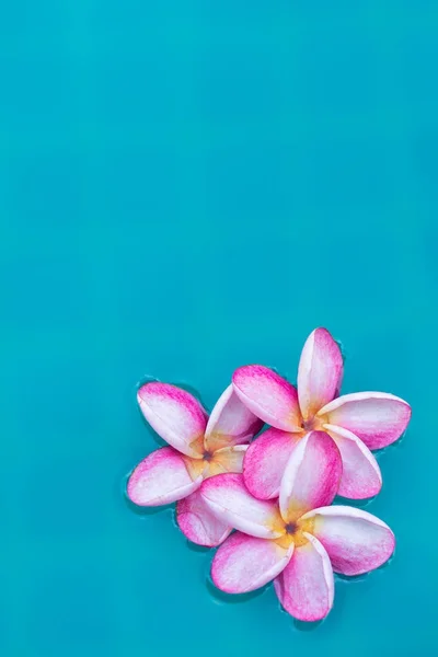 Frangipani Plumeria flower tropical background in blue swimming — Stock Photo, Image