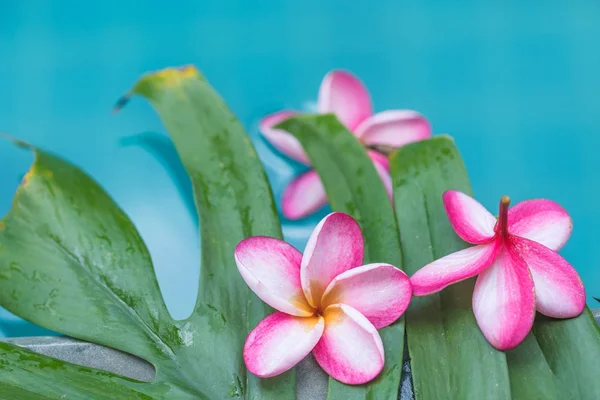 Живці квітів frangipani квітка тропічних фон в синій плавання — стокове фото