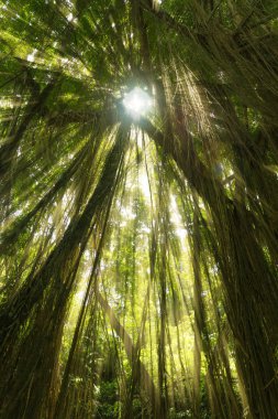 Egzotik tropik yağmur ormanı orman güneş ışık ışınları