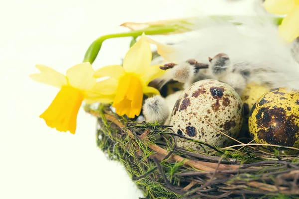 Huevos de Pascua en el nido con narciso —  Fotos de Stock