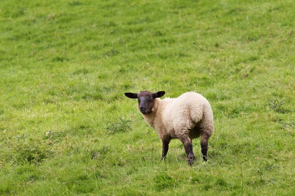 Idillic äng landskap med får, lamm, ram — Stockfoto