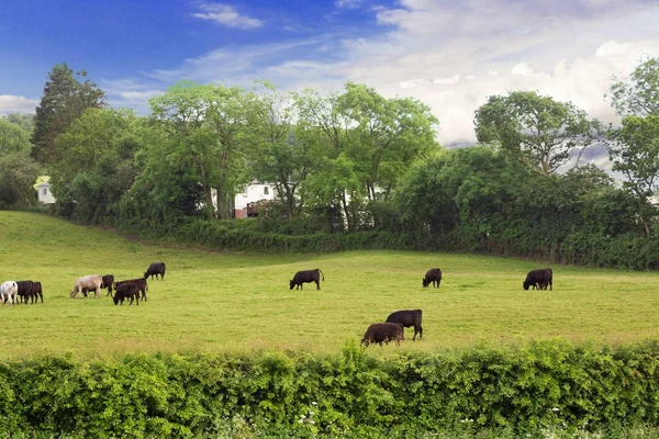 녹색 풀밭에 완벽 한 농장 소 — 스톡 사진