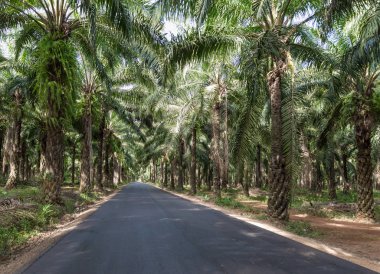 Afrika palmiye yağı Ekim Tayland