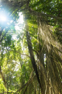 Egzotik tropik yağmur ormanı orman güneş ışık ışınları