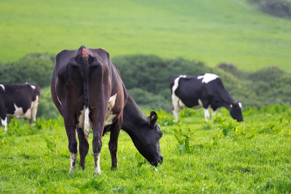 Perfect farm cows on a green meadow — Stock Photo, Image