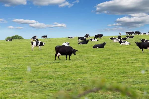 Vaches de ferme parfaites sur un pré vert — Photo