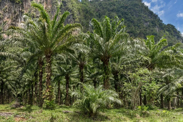 Plantación africana de palma aceitera en Tailandia — Foto de Stock